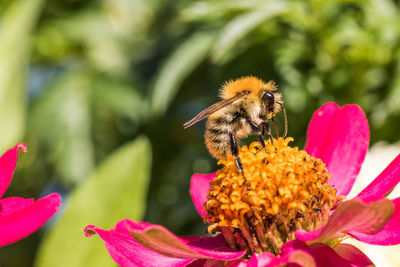 Close-up of honey bee pollinating on pink flower