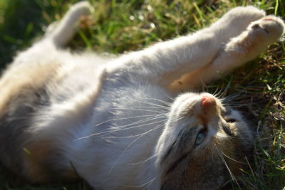 Close-up of cat on field