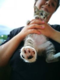 Cropped image of hand holding kitten