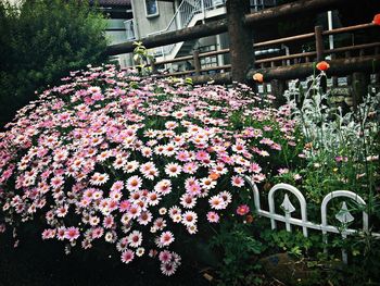 Pink flowers blooming on tree