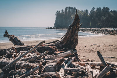 First beach. la push, washington state. rocks, trees, ocean