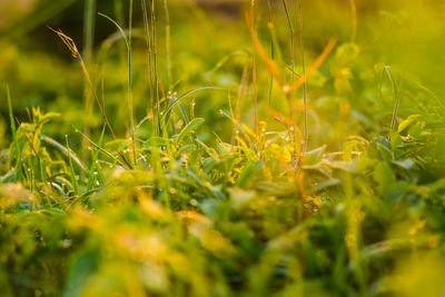 Close-up of grass on field