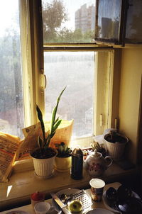 High angle view of potted plants on window sill at home