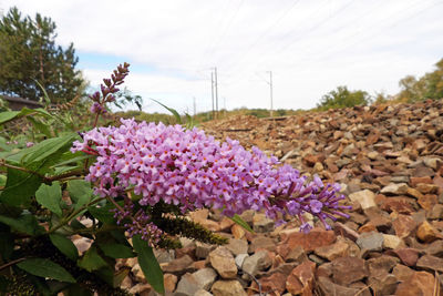 Close-up of pink flowering plants on field