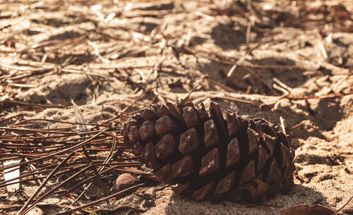 High angle view of pine cone on field