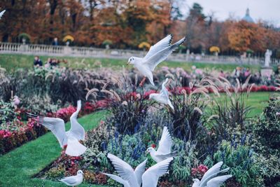 Close-up of bird flying over flowers in park