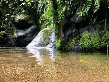 Scenic view of waterfall in forest