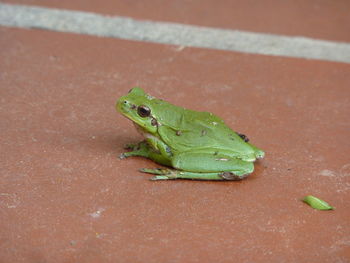 Close-up of green lizard