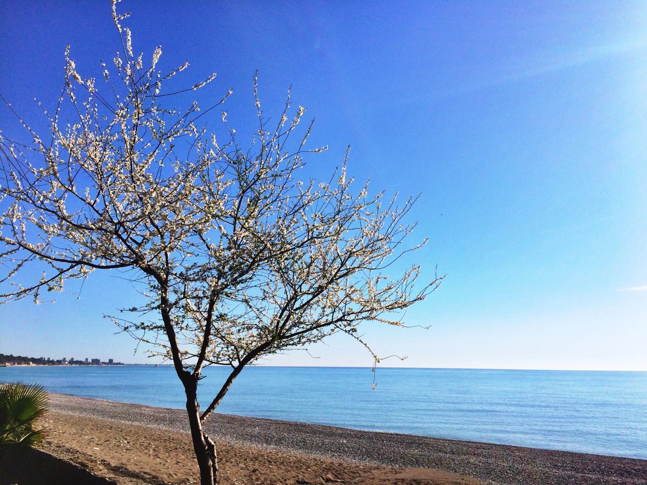 sea, horizon over water, water, tranquility, beach, tranquil scene, scenics, blue, beauty in nature, branch, nature, shore, tree, clear sky, sky, sand, idyllic, tree trunk, outdoors, bare tree