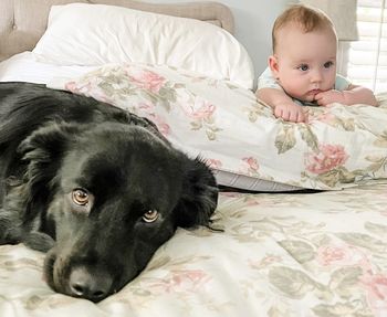 Portrait of dog lying on bed at home