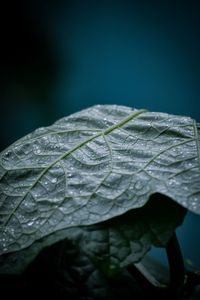 Close-up of raindrops on leaves