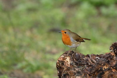 Close-up of bird perching on rock