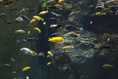 Close-up of fish swimming in sea