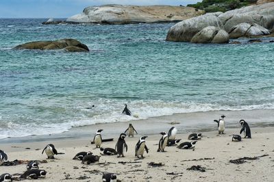 Penguins on beach