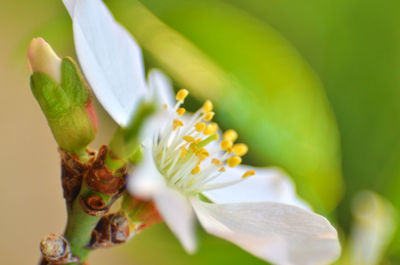 Close-up of white flower