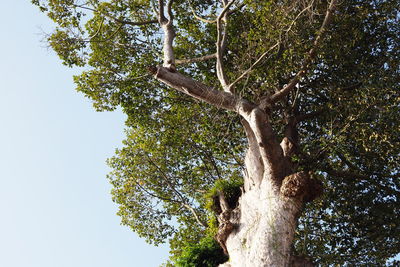 Low angle view of tree against sky