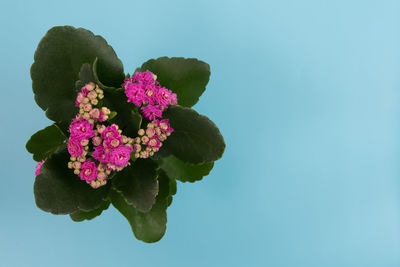 Close-up of pink flowering plant against blue sky