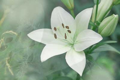 Close-up of white flowering plant