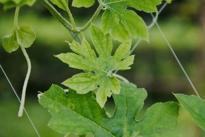 Close-up of green leaves