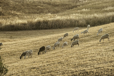 Sheep grazing in a field