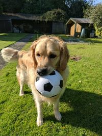 Dog looking away on field