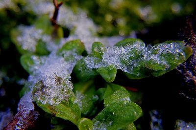 Close-up of frozen plant