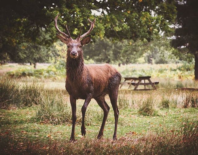 animal themes, one animal, mammal, tree, standing, grass, field, domestic animals, full length, horse, animals in the wild, livestock, deer, wildlife, herbivorous, nature, side view, day, no people, horned