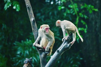 Monkeys on tree