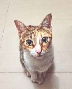 Portrait of cat on floor