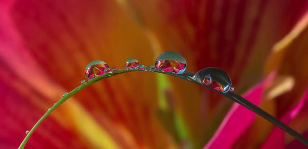 Close-up of water drops on multi colored flowering plant