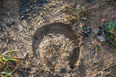 High angle view of an animal on field
