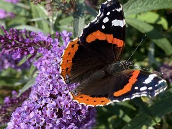 Close-up of butterfly pollinating on purple flower
