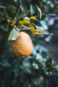 Close-up of orange growing on tree