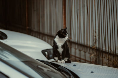 Cat sitting on a window