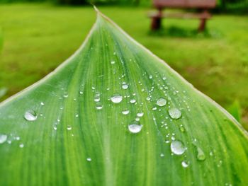 Close-up of raindrops on green leaves