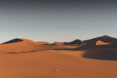 desert