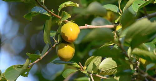 fruit