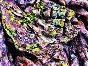 Close-up of moss on tree trunk