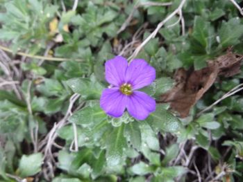 Close-up of purple flower blooming on field