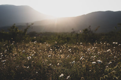 Scenic view of field against sky