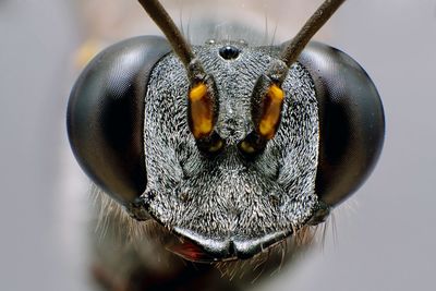 Macro shot of insect over white background