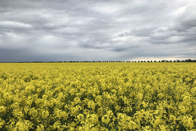 Scenic view of oilseed rape field against cloudy sky