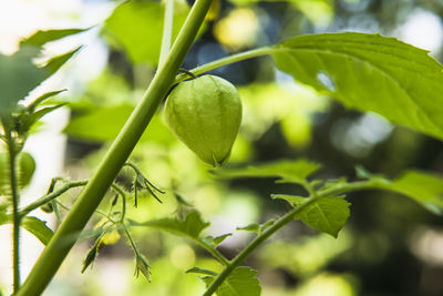 Closeup tomatillo on the vine in a home garden