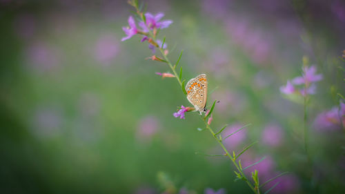 Close-up of butterfly pollinating on pink flower