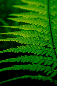 Close-up of fern leaves