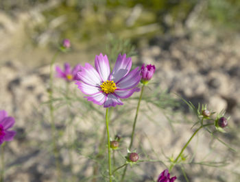 Close-up of purple flowering plant