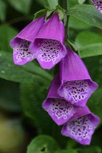 Close-up of pink flowers