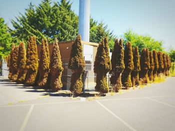 Panoramic shot of plants by road against sky