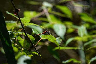 Close-up of insect on leaf