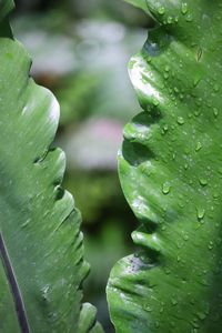 Close-up of wet plant